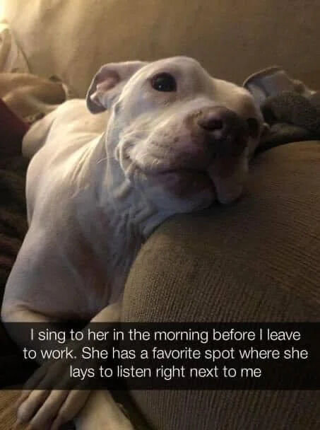 A heartwarming photograph of a white dog, possibly a pit bull, lying comfortably on a beige couch. The dog has a relaxed, content expression with its head resting on a couch cushion, looking up slightly with soft eyes. Overlaid text at the bottom of the image reads: 'I sing to her in the morning before I leave to work. She has a favorite spot where she lays to listen right next to me.' The scene captures a tender, everyday moment of bonding between the owner and their pet, emphasizing the simple joys of companionship.
