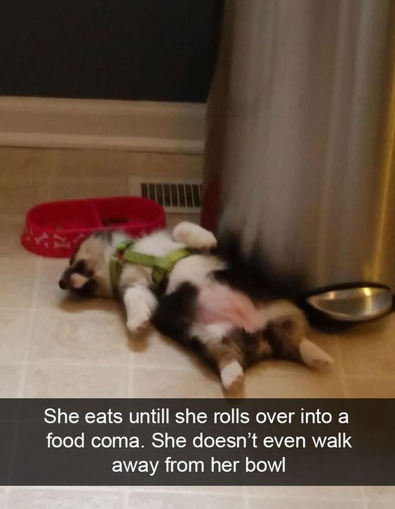 A small dog wearing a green harness lies on its back on a light-colored tiled floor, appearing to be in a food coma. The dog's legs are splayed out, and its belly is exposed, giving a relaxed and content appearance. Next to the dog is a red dog bowl (likely its food bowl) and a metal bowl, suggesting it recently ate. The background includes a baseboard and a heating vent. A text overlay at the bottom of the image reads: 'She eats until she rolls over into a food coma. She doesn’t even walk away from her bowl'