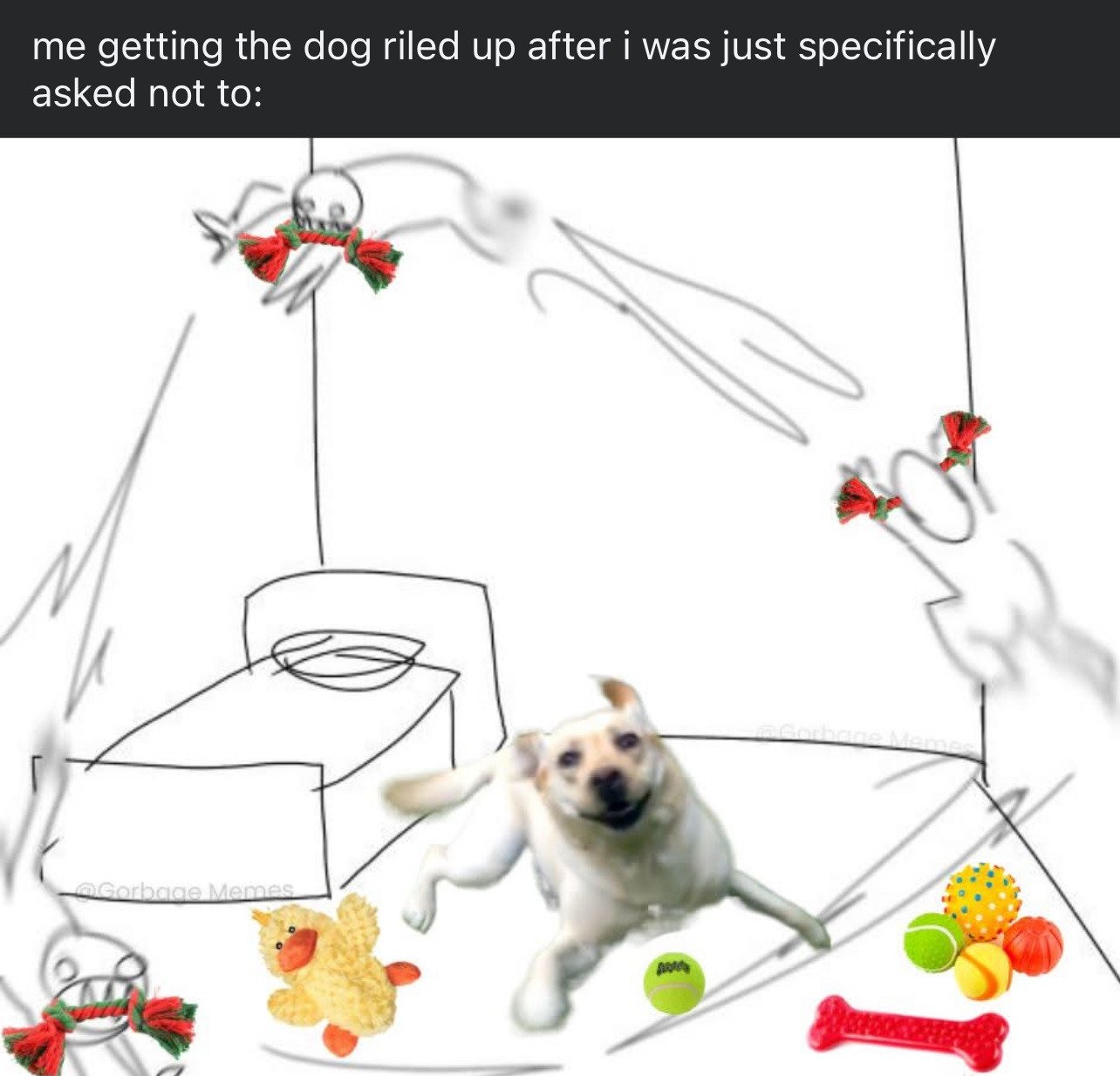 The meme is a mixed media image combining rough pencil sketch artwork and a real photograph. At the top, a black banner contains white text setting up the joke: 'me getting the dog riled up after i was just specifically asked not to:'. Below the text, the scene depicts a roughly sketched room with multiple disembodied stick figure hands throwing a variety of dog toys (rope chew toys, a plush duck, tennis balls, a rubber bone, and other rubber play balls) across the space. At the center of the image, a real photograph of an excited, hyper yellow Labrador retriever mid-run towards the viewer is placed, surrounded by scattered toys. The meme humorously captures the relatable, chaotic feeling of intentionally doing something you were told not to, in this case provoking a dog to become overactive.