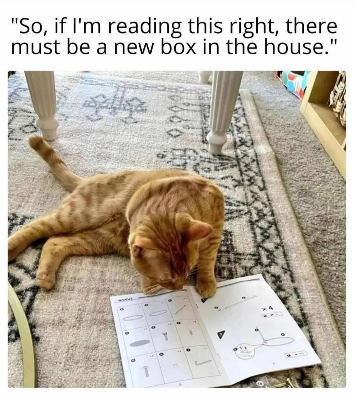 The image features an orange tabby cat lying on a patterned gray rug, with its front paws resting on an open instruction manual filled with diagrams and part labels. The cat appears to be intently looking down at the manual, as if reading it. Above the cat is a humorous caption: 'So, if I'm reading this right, there must be a new box in the house.' This playful text anthropomorphizes the cat, suggesting it's deducing the presence of a new box (a common favorite of cats) by 'reading' the manual, likely from furniture or appliance assembly, which typically comes in a box. The scene is set in a cozy indoor environment with visible furniture legs and a shelf in the background, enhancing the relatable, everyday home setting.