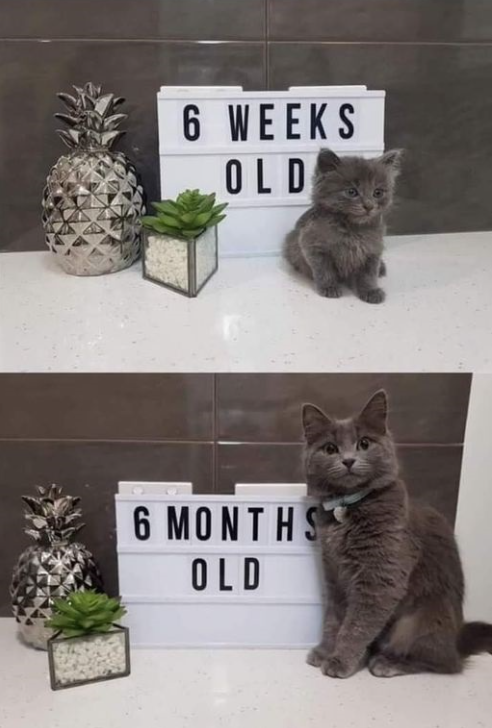 A two-panel comparison image showcasing the growth of a gray kitten. The top panel features a small gray kitten (6 weeks old) sitting next to a lightbox sign that reads '6 WEEKS OLD', with a decorative silver pineapple and a small succulent plant in a square pot in the background. The bottom panel shows the same kitten, now larger (6 months old), sitting next to a lightbox sign that reads '6 MONTHS OLD', with the identical background elements (silver pineapple and succulent). The setting appears to be a kitchen counter with a white surface and dark tiled backsplash, emphasizing the kitten's noticeable growth over the five-month period.