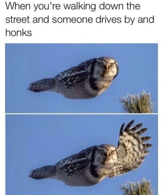 This is a two-panel relatable reaction meme. The text at the top reads 'When you're walking down the street and someone drives by and honks'. The first panel shows a northern hawk-owl flying through a clear blue sky, looking wide-eyed and startled, mimicking the initial confused reaction of a pedestrian who hears an unexpected car honk. The second panel shows the same owl mid-flight, raising one wing as if waving awkwardly while squinting one eye, representing the common awkward social reaction of waving just in case the honk was meant for you, even if you are unsure.