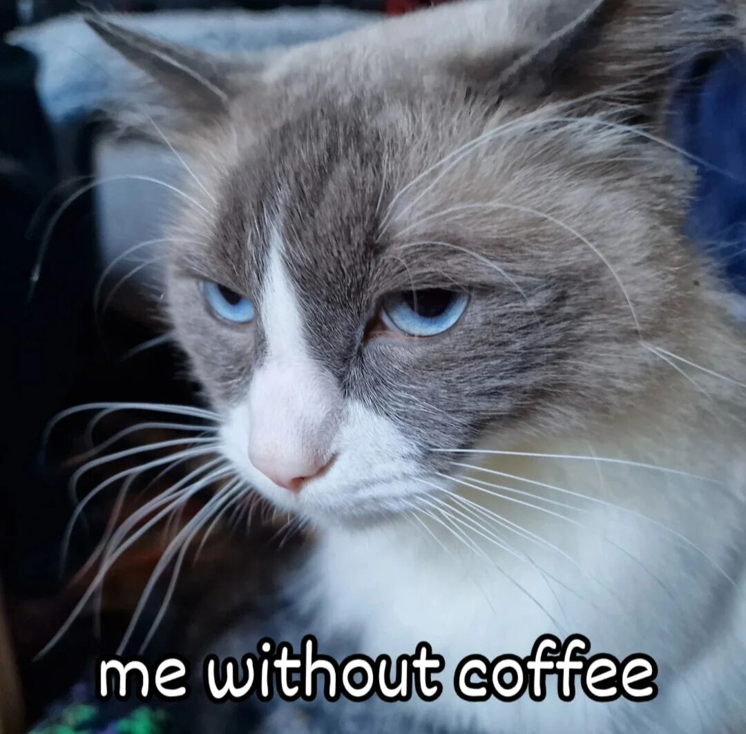 A close-up photograph of a cat with striking blue eyes, gray and white fur, and a serious, slightly tired expression. The cat's gaze is directed slightly to the side, with prominent white whiskers and a white marking between its eyes. At the bottom of the image, there is a playful, rounded font text that reads 'me without coffee', humorously comparing the cat's unamused demeanor to how someone might feel when they haven't had their coffee yet.