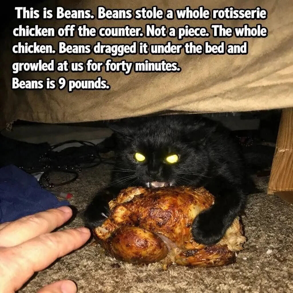 This image shows a small 9-pound black cat named Beans hiding under a bed, clutching an entire stolen rotisserie chicken. His eyes glow bright yellow from the camera flash as he snarls defensively at a human owner's reaching hand trying to retrieve the chicken. The overlaid text tells the full story: Beans stole the whole chicken (not just a piece) off the kitchen counter, dragged it under the bed, and growled at his owners for 40 straight minutes while guarding his prize. The contrast between the cat's small 9-pound size and his bold, feral defense of his stolen prize creates a funny, charming story.