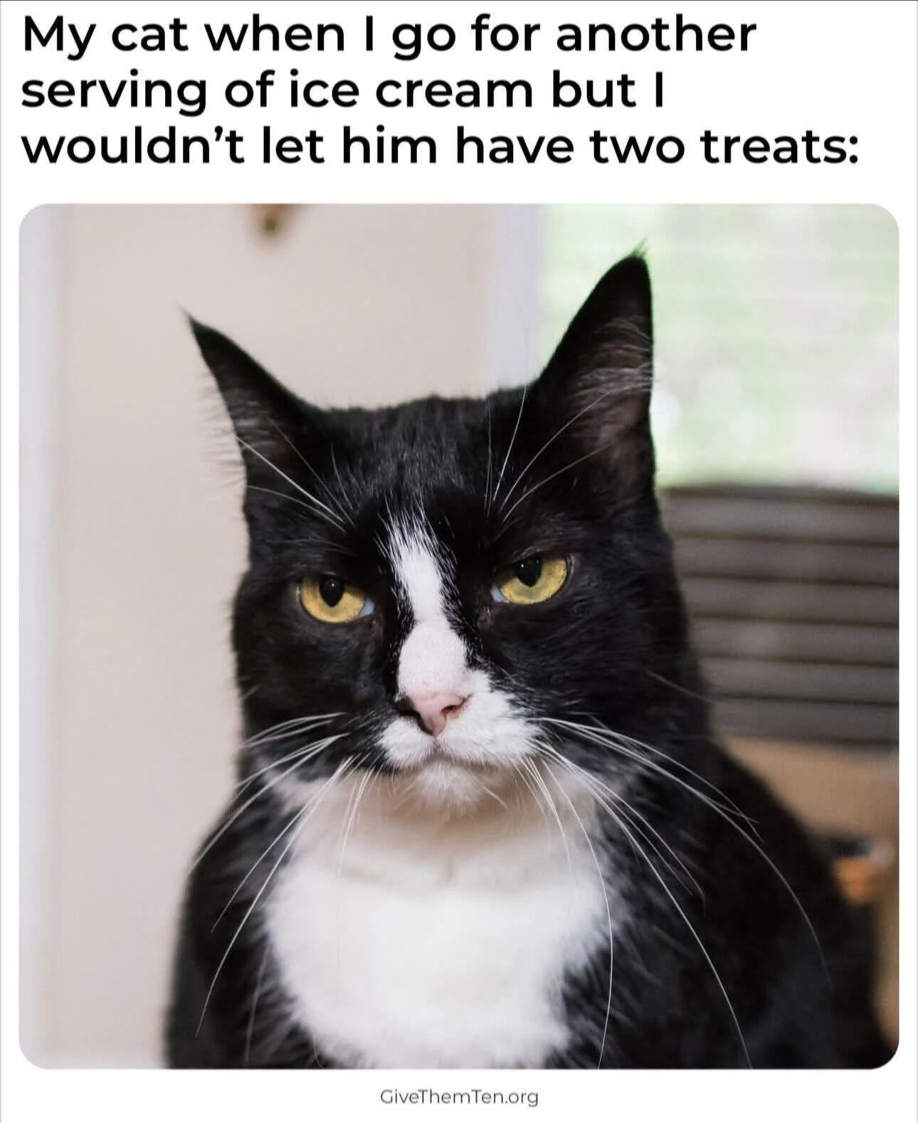 A meme featuring a black and white cat with a serious, judgmental expression. The top text reads: 'My cat when I go for another serving of ice cream but I wouldn’t let him have two treats:'. The cat has striking yellow eyes, a white patch on its nose and chest, and is staring directly at the camera with ears perked up. The background shows an indoor setting with a wall and a window with blinds. A watermark 'GiveThemTen.org' is visible at the bottom center.