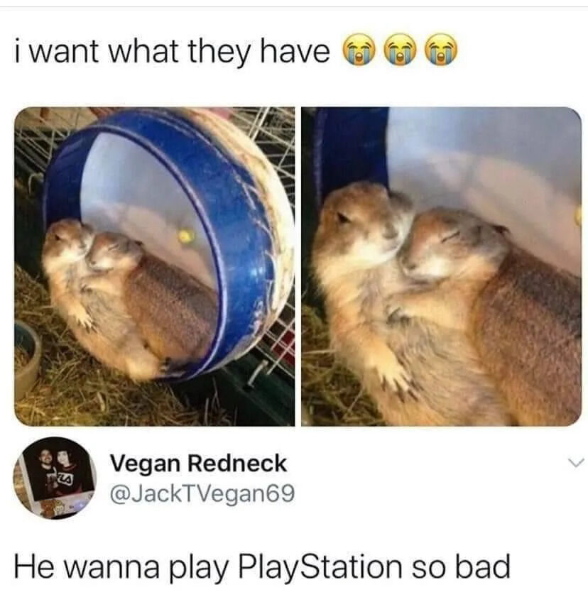 This meme is a screenshot of an X/Twitter thread. The top post features the text "i want what they have" paired with three crying laughing emojis, above a two-panel image of two prairie dogs cuddling contentedly inside a circular blue and white exercise wheel in their hay-filled enclosure. A reply comment from user @JackTVegan69 reads "He wanna play PlayStation so bad", making a visual pun that the round blue and white exercise wheel looks like the PlayStation logo, implying one prairie dog is cuddling the other to get access to the supposed PlayStation.