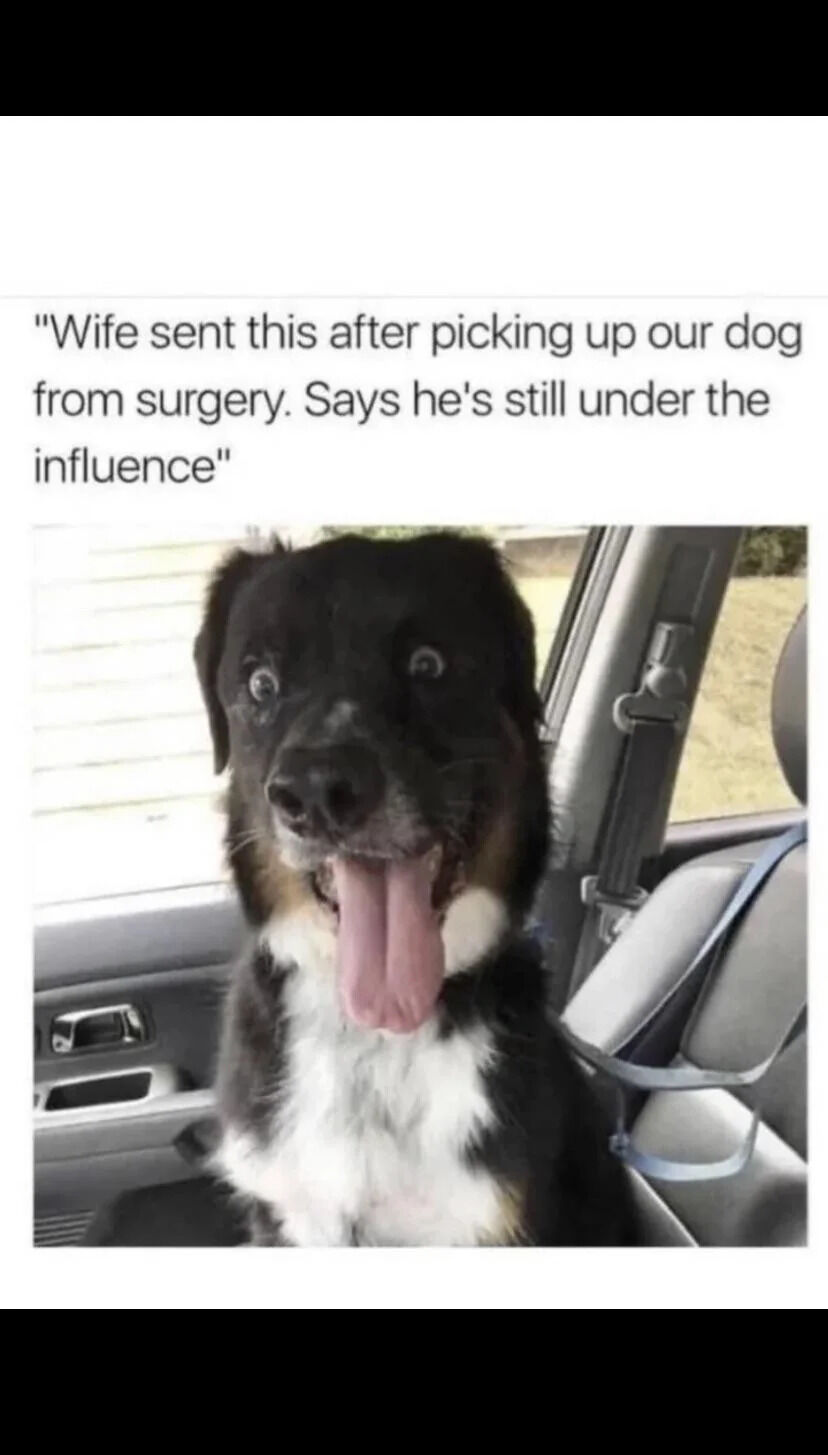 This is a funny, wholesome meme featuring a real photo of a black and white dog sitting in a car passenger seat just after being picked up from surgery. The dog appears extremely groggy from anesthesia, with wide, glassy eyes and its tongue split and hanging loosely out of its mouth in a silly, disoriented way. The text at the top of the image explains that a wife sent this photo to her partner after picking the dog up, noting that he is still "under the influence" — a pun on the phrase that usually refers to being drunk or impaired by drugs, here applied to the effects of surgical anesthesia.