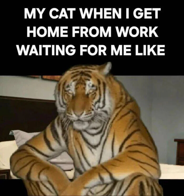 A meme featuring a tiger sitting on a bed with a calm, slightly amused expression (half-closed eyes) and legs crossed in a relaxed posture. The top of the image contains bold white text that reads 'MY CAT WHEN I GET HOME FROM WORK WAITING FOR ME LIKE'. The humor stems from the playful exaggeration of a domestic cat's typical excited or expectant behavior being compared to the majestic, laid-back demeanor of a tiger, creating a wholesome and funny contrast between the small pet and the large wild animal.