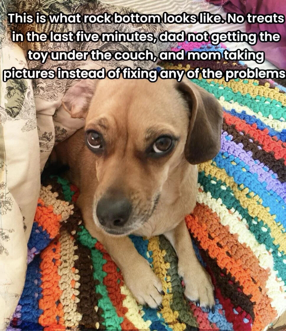 A photograph of a brown dog lying on a vibrant, multicolored crocheted blanket. The dog has a sad, dejected expression with large, mournful eyes, looking directly at the camera. Overlaid text humorously presents the dog's perspective, describing its 'rock bottom' problems: no treats in five minutes, dad failing to retrieve a toy under the couch, and mom taking pictures instead of helping. The image combines cute pet content with lighthearted, relatable family humor.