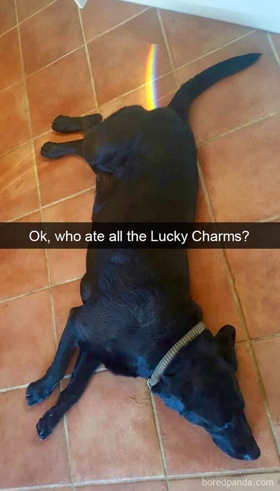 This meme features a real black dog lying flat on its side on a terracotta tiled floor, appearing relaxed and innocent. A small digital rainbow effect is positioned at the dog's rear end, paired with an overlaid text caption that reads: "Ok, who ate all the Lucky Charms?" The humor comes from a visual pun and reference to Lucky Charms cereal, which is known for its whimsical, "magical" marshmallow pieces. The joke implies the dog ate the cereal and now has a "magical" rainbow result, playing on the brand's playful, fantasy-themed identity. The dog's laid-back posture adds to the comedic tone of the playful accusation.