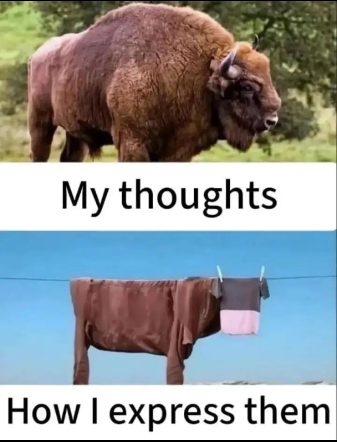 This two-panel relatable meme compares the speaker's internal thoughts to how they actually express those thoughts to others. The top panel features a photograph of a large, full, complete bison (buffalo) labeled 'My thoughts', which represents that the user's inner thoughts are large, complex, and fully formed in their head. The bottom panel shows an accidental optical illusion: hanging laundry on a clothesline that forms a rough bison shape, with only a tiny t-shirt standing in for the bison's head, labeled 'How I express them'. The joke is that while the original thought is big and complete, the way it comes out when spoken or written is incomplete, awkward, and only barely resembles the original idea inside, which is a common relatable experience for many people.
