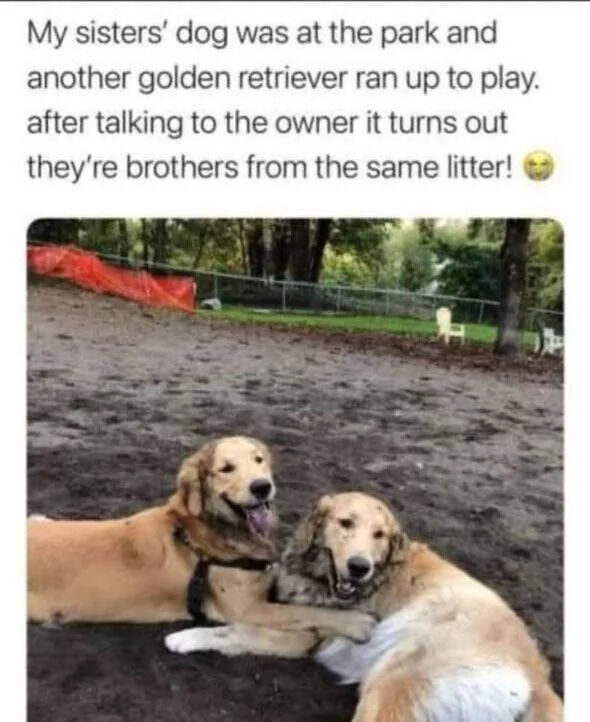 A heartwarming image featuring two golden retrievers lying on dirt ground in a park setting, appearing happy and relaxed with their tongues out. Above the photo is a text anecdote explaining that the sister's dog met another golden retriever at the park, and they discovered the dogs are brothers from the same litter. The background includes trees, a fence, and some orange construction netting, with white chairs visible in the distance.