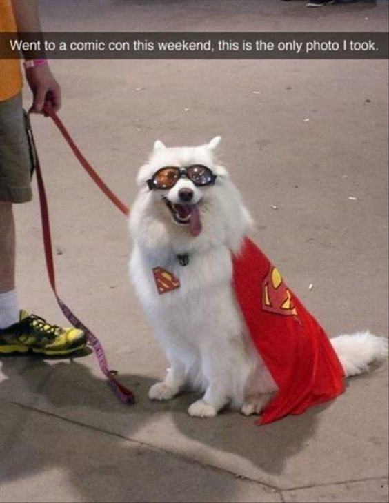 The image features a white fluffy dog (likely a Samoyed) sitting on a concrete surface at a comic con event. The dog is dressed in a Superman costume, including a red cape with the iconic yellow and red 'S' shield, black goggles, and a collar adorned with a small Superman badge. The dog appears happy and excited, with its tongue out and mouth open. To the left of the dog, part of a person holding a red leash is visible, wearing a yellow shirt, khaki shorts, white socks, and yellow-green sneakers. At the top of the image, there is a caption that reads: 'Went to a comic con this weekend, this is the only photo I took.'