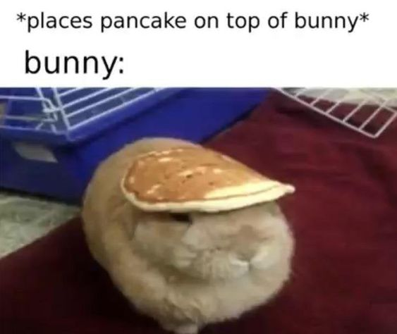 This is a lighthearted, wholesome meme that pairs text with a photograph of a fluffy light brown bunny. The top text reads *places pancake on top of bunny* followed by the label "bunny:", leading to the image of the bunny sitting calmly with a small pancake balanced on its head like a hat. The humor comes from the absurd but gentle visual gag of the pancake as an impromptu hat, and the bunny's neutral, unbothered reaction that feels relatable to being put in silly, harmless situations. The background shows an indoor setting with a blue pet crate and a red fabric surface, indicating a home environment.