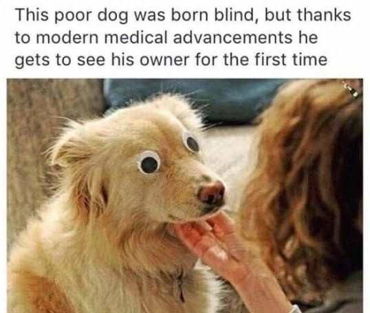 The meme uses a fake heartwarming premise as a setup: the text at the top claims that a dog born blind can now see his owner for the first time thanks to modern medical advancements. The punchline is a visual gag: the fluffy light golden dog has cheap plastic googly craft eyes stuck onto its face instead of actually having received vision-restoring treatment, turning the expected touching, emotional story into a silly, absurd joke. A person's hand is gently touching the dog's chin, and part of a person's long hair is visible on the right side of the frame.