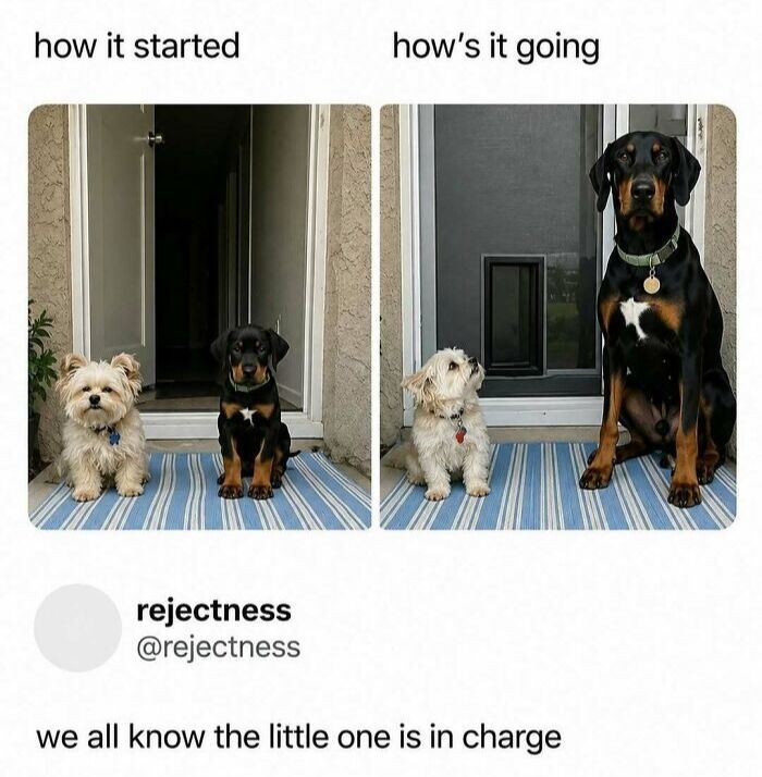 This is a two-panel comparative meme. The left panel, labeled 'how it started', features a small fluffy light-colored terrier-type dog and a tiny Doberman puppy sitting side by side on a blue and white striped doormat outside an open home doorway. The right panel, labeled 'how's it going', shows the same two dogs at a later point in time: the small dog remains the same size, while the Doberman has grown into a very large, fully grown adult that towers over the small dog, who is looking up at the larger Doberman. Below the two panels, the post caption reads 'we all know the little one is in charge', delivering a humorous, relatable punchline about smaller dogs often being the dominant member in multi-dog households despite their size disadvantage.