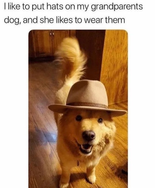 This wholesome meme has a text caption at the top explaining that the poster likes to put hats on their grandparents' dog, and the dog enjoys wearing them. Below the caption is a photograph of a fluffy light brown dog, standing on a wooden indoor floor, looking up at the camera with a happy open-mouthed expression. The dog comfortably wears a tan fedora-style hat, with its tail raised showing it is content and happy.
