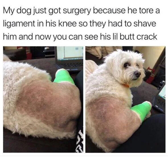 A two-panel meme featuring a white fluffy dog after knee surgery. The top text explains: 'My dog just got surgery because he tore a ligament in his knee so they had to shave him and now you can see his lil butt crack.' The left panel shows the dog's backside with a large shaved patch on his rear and a green bandage on his hind leg, prominently displaying the shaved 'butt crack' area. The right panel shows the dog sitting up, looking directly at the camera with a neutral, slightly curious expression, still wearing the green bandage on his leg. The dog's fur is fluffy elsewhere, making the shaved patch and bandage stand out.