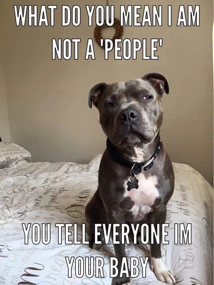 This is a wholesome pet meme featuring a real gray and white pit bull-type dog sitting upright on a patterned bed, looking toward the camera with a grumpy, offended expression. Overlaid text at the top reads "WHAT DO YOU MEAN I AM NOT A 'PEOPLE'", and text at the bottom reads "YOU TELL EVERYONE IM YOUR BABY". The joke humorously plays on the common dynamic where pet owners treat their dogs like their own children: the dog is offended at being told it is not a person, contradicting how its owner refers to it as their baby. It is a relatable joke for pet owners who consider their dogs part of the family.
