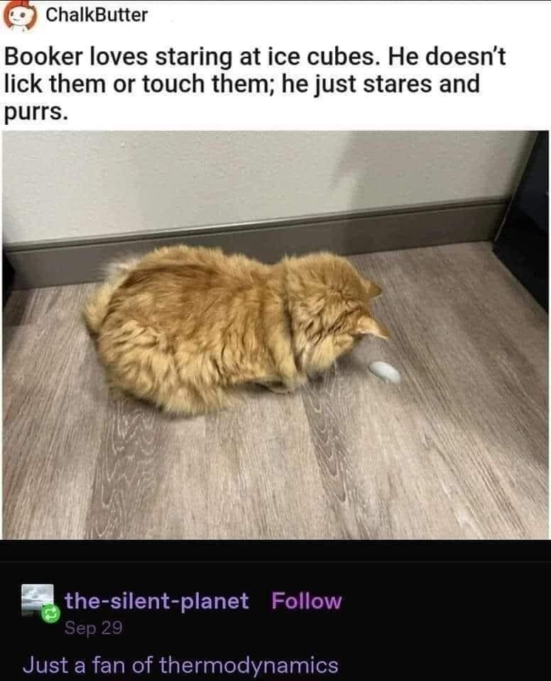 This is a screenshot of a cross-posted social media meme. At the top, text explains that a fluffy ginger cat named Booker loves staring at ice cubes: he does not lick or touch them, he only stares and purrs. The main image shows the long-haired ginger cat curled on a wood-patterned floor, intently focused on a single ice cube placed in front of him. At the bottom, a Tumblr user comments with a witty joke: "Just a fan of thermodynamics", referencing that the cat is watching the thermodynamic process of ice melting.