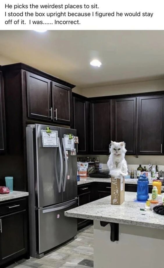 The image depicts a standard home kitchen with dark brown upper cabinets, a stainless steel double-door refrigerator adorned with notes, and a light-colored countertop island. Perched atop an upright cardboard box on the island is a fluffy white long-haired cat, gazing directly at the viewer with a neutral, slightly unimpressed expression. Above the photo, a text caption reads: 'He picks the weirdest places to sit. I stood the box upright because I figured he would stay off of it. I was...... Incorrect.' The humor stems from the classic, relatable trope of cats doing the exact opposite of what their owners expect, subverting the owner's attempt to keep them off the box by choosing that exact upright box as their resting spot. This plays into the common perception of cats as stubborn, quirky pets that act on their own whims.