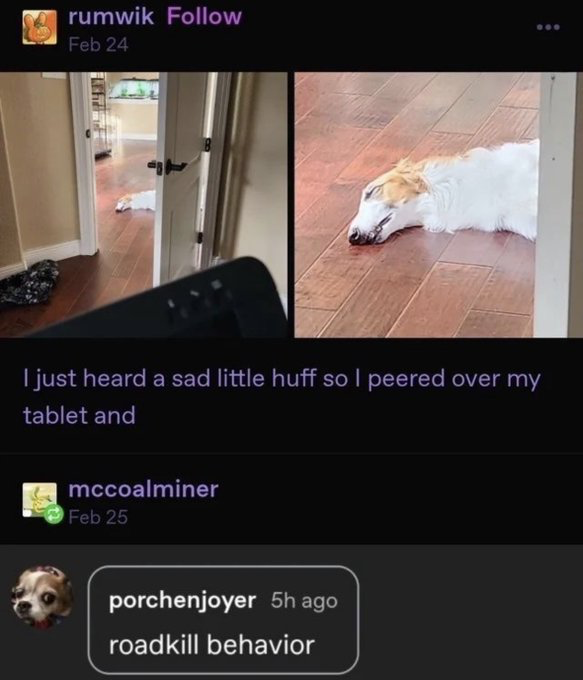 This is a screenshot of a social media thread containing a two-panel photo of a pet borzoi dog. The left panel shows a distant view down a hallway, where the white and tan borzoi is lying flat on the wooden floor, partially visible behind a half-open door, from the perspective of someone looking over a tablet. The right panel is a close-up of the dog, which is lying completely limp with half-closed eyes, appearing completely unresponsive as if it is unconscious or dead. The original poster's text above the images reads 'I just heard a sad little huff so I peered over my tablet and'. A reply comment below the post jokes that the dog's limp, flat posture is 'roadkill behavior', creating a darkly silly humorous comparison between the dramatic, lazy dog and a dead animal hit by a car.