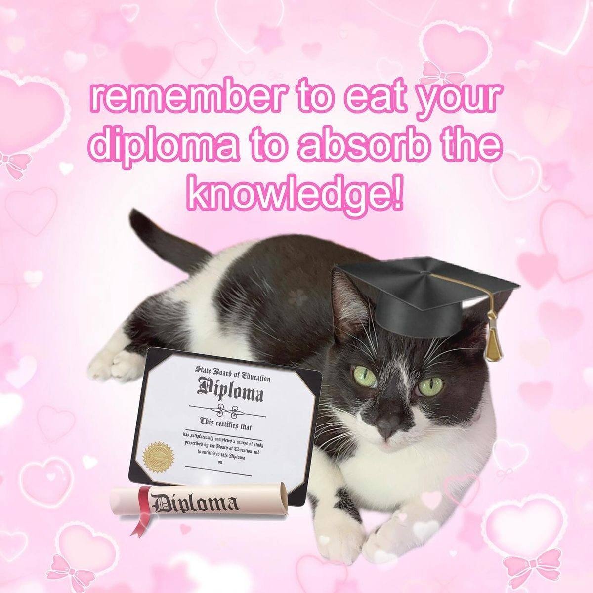 The meme uses a soft pink background covered in light and white heart shapes, some decorated with small pink bows. At the top, bold pink text with a white outline reads 'remember to eat your diploma to absorb the knowledge!'. Below the text is a black and white tuxedo cat with bright green eyes, lying down and looking directly at the viewer with a deadpan calm expression. The cat is edited to wear a black graduation cap with a gold tassel, and two diploma props are placed in front of it: one flat printed State Board of Education diploma, and one rolled diploma tied with a red ribbon. The joke is the absurd, illogical premise that physically consuming a diploma document will transfer the knowledge the document represents to the eater, rather than the diploma just acting as a certificate for already completed learning.
