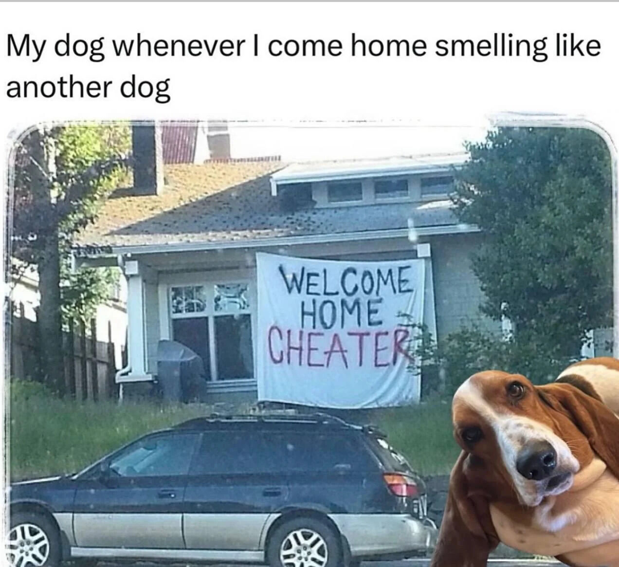 A humorous meme depicting a dog's reaction when its owner comes home smelling like another dog. The top text reads 'My dog whenever I come home smelling like another dog,' setting up the scenario. Below, a photograph shows a house with a large white banner hanging in front that says 'WELCOME HOME' in black letters, with 'CHEATER' scrawled in red below, humorously accusing the owner of 'cheating' by interacting with another dog. In the foreground, a basset hound dog is pictured, likely representing the owner's dog, with a betrayed or accusatory expression, enhancing the comedic effect of the dog's jealousy.