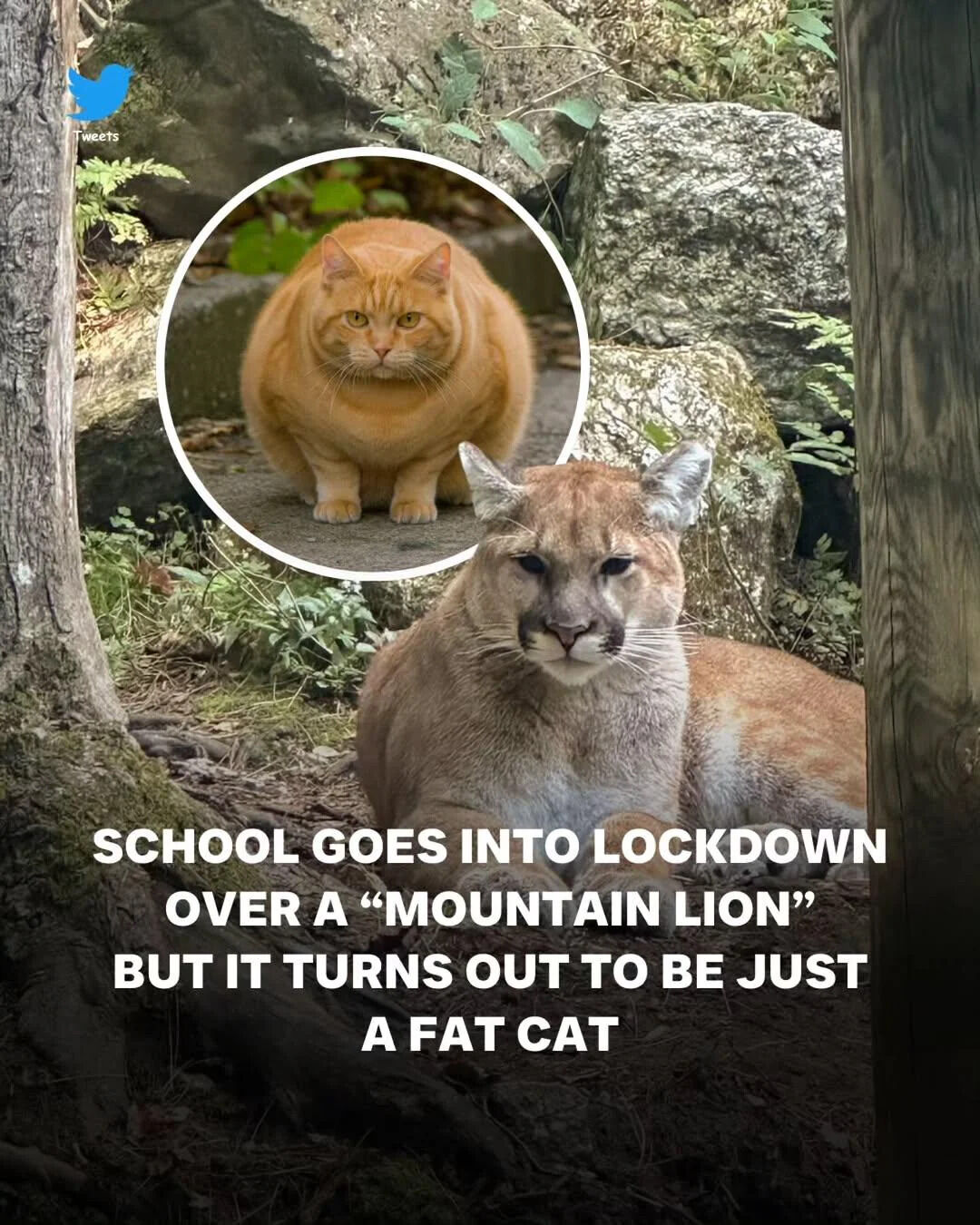 The meme combines two images: a main photo of a mountain lion (puma) lying in a natural setting with rocks and trees, and a circular inset in the top left showing a chubby orange domestic cat sitting on a paved surface. Bold white text at the bottom reads: 'SCHOOL GOES INTO LOCKDOWN OVER A "MOUNTAIN LION" BUT IT TURNS OUT TO BE JUST A FAT CAT'. The humor arises from the exaggerated misunderstanding of a large domestic cat being mistaken for a dangerous mountain lion, leading to a school lockdown.