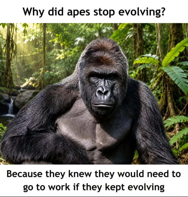 This is a single-panel image meme consisting of text above and below a photograph of a silverback gorilla. The top text reads 'Why did apes stop evolving?', followed by an image of a serious, stoic-looking silverback gorilla sitting in a lush, sunlit jungle environment with a small stream and waterfall visible in the background. The bottom text provides the punchline: 'Because they knew they would need to go to work if they kept evolving'. The humor stems from sarcastic anti-work sentiment, jokingly implying that apes intentionally halted their evolutionary path into humans to escape the stress and obligations of modern employment, framing the gorilla's simple natural life as a far better alternative to working a job.