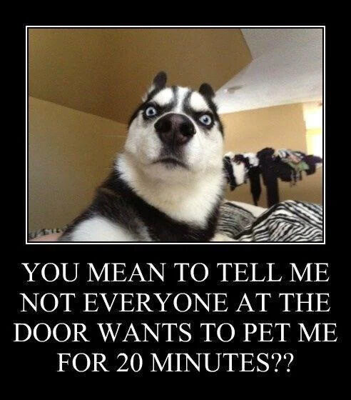 The image features a close-up of a Husky dog with wide, shocked eyes and a slightly open mouth, conveying confusion. The background shows a bedroom with clothes hanging and a zebra-patterned bedspread. Below the dog, bold white text on a black background reads: 'YOU MEAN TO TELL ME NOT EVERYONE AT THE DOOR WANTS TO PET ME FOR 20 MINUTES???' The meme humorously anthropomorphizes the dog, imagining its innocent surprise that not all visitors are there to give it attention.