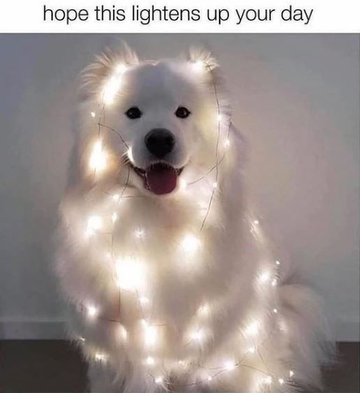 This wholesome meme displays a fluffy white Samoyed dog sitting facing the camera, with a happy, smiling expression, its mouth open and tongue sticking out. The dog is wrapped in warm, glowing white fairy string lights tangled in its fur. Above the photo, the text reads 'hope this lightens up your day', which is a playful pun referring both to the literal lights on the dog and the figurative goal of cheering up the viewer and making their day brighter.