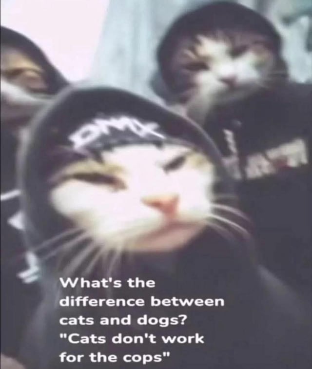The meme is a low-quality, blurry edited photograph of three cats wearing black ski masks/balaclavas, posed to look like a tough, anti-establishment gang. Text overlaid at the bottom of the image presents a joke: "What's the difference between cats and dogs? 'Cats don't work for the cops'". The joke draws humor from the common use of dogs in police K9 units, contrasting this with the popular perception of cats as independent, uncooperative, and unwilling to follow orders that would align them with law enforcement, which matches the edgy gang aesthetic of the masked cats.