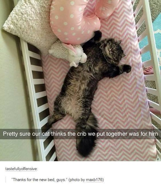 A top-down photograph of a fluffy gray cat lying sprawled on its back in a white baby crib. The crib features a pink chevron-patterned mattress, a white fuzzy pillow, a pink polka-dotted heart-shaped pillow, and a small white stuffed bunny. The cat appears relaxed with its paws up, as if claiming the crib as its own. Text overlay at the bottom reads, 'Pretty sure our cat thinks the crib we put together was for him,' with a subtext from 'tastefullyoffensive' adding, 'Thanks for the new bed, guys.' (photo credited to maxb176).