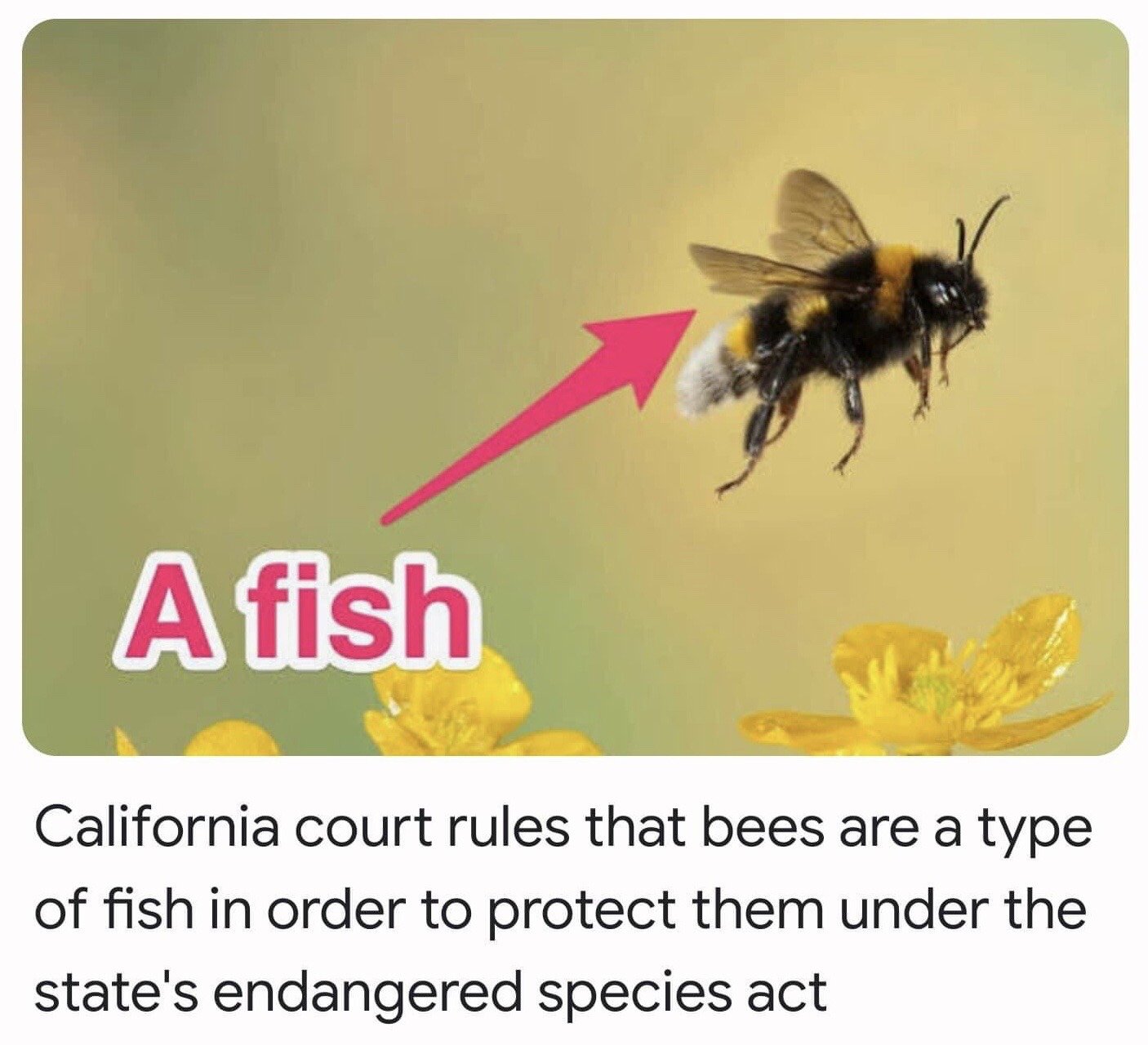 This humorous single-panel meme displays a stock photograph of a fuzzy bumblebee in mid-flight above bright yellow buttercup flowers against a soft green-yellow blurred background. A bright magenta arrow points directly at the bee, with matching bold magenta text next to the arrow reading 'A fish'. Beneath the image, explanatory text states that a California court ruled bees qualify as a type of fish to enable their protection under the state's endangered species act. The joke relies on the absurdity of the counterintuitive legal classification, which uses a broad technical definition of 'fish' in the state's code to extend protections to terrestrial invertebrates like bees.