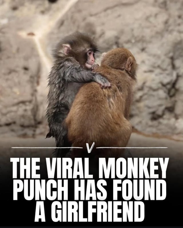 This meme subverts the viral 'monkey punch' meme (known for its aggressive, chaotic energy) into a wholesome, heartwarming moment. It features two macaque monkeys: the previously viral 'punch monkey' (wet, shaggy fur) is seen gently hugging the back of a second, dry brown macaque. The bold text overlay at the bottom reads **THE VIRAL MONKEY PUNCH HAS FOUND A GIRLFRIEND**, framing the once-aggressive animal as now having a romantic partner. The accompanying Reddit comment adds a protective, affectionate layer: *she better not hurt my lil twin 🗡️*, further leaning into the wholesome narrative of caring for the monkey's new relationship.