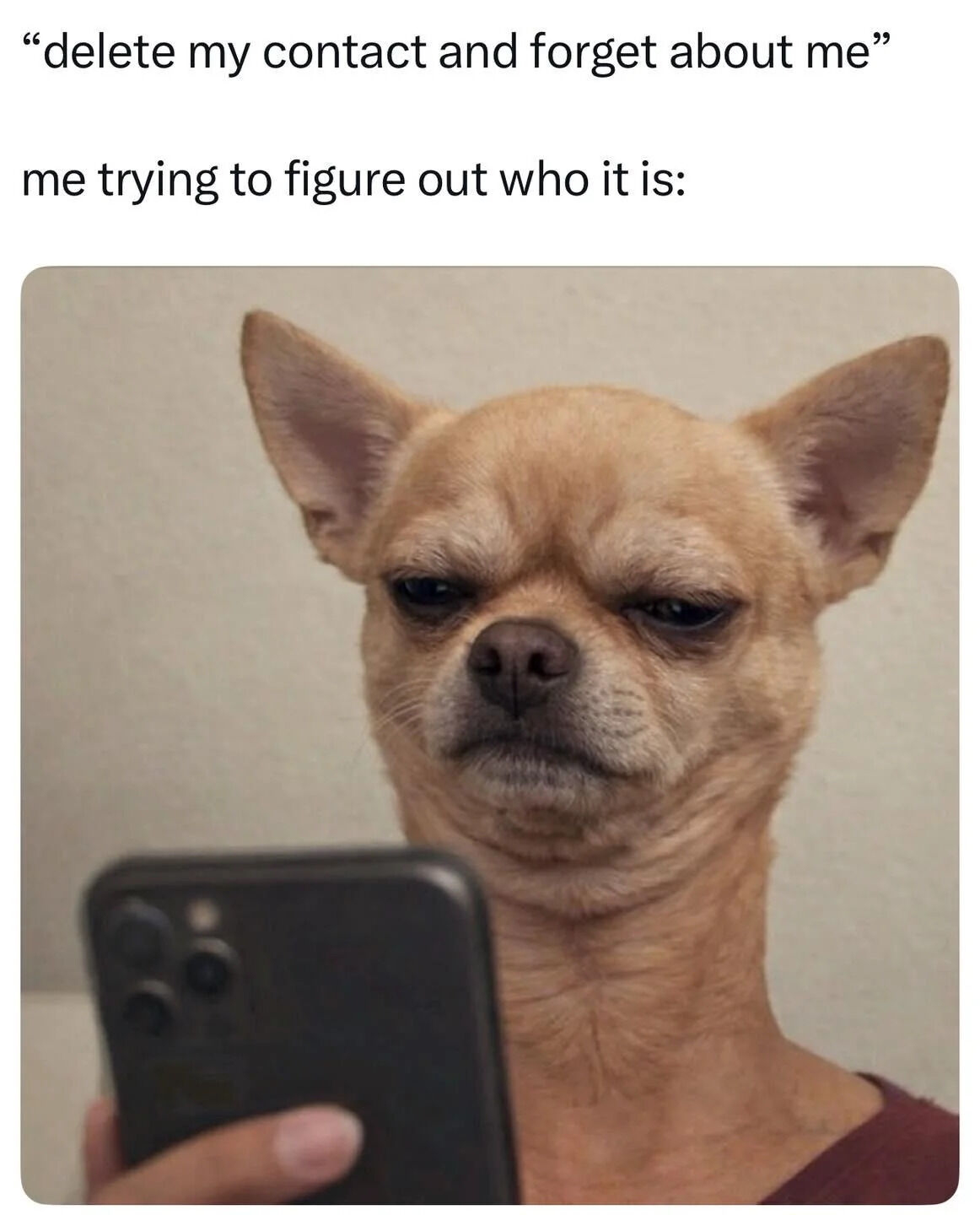 A meme consisting of two lines of text above a photograph of a Chihuahua. The top text reads 'delete my contact and forget about me,' mimicking a dramatic message from an unknown contact. Below this, the text 'me trying to figure out who it is:' introduces the image of a small tan Chihuahua with large, upright ears, a wrinkled neck, and a confused, squinting expression. The dog is positioned in front of a smartphone (resembling an iPhone with multiple rear cameras), appearing to intently look at the screen. The humor stems from the relatable scenario of receiving a significant message from someone whose identity one cannot recall, with the dog's puzzled demeanor perfectly capturing the confusion of the recipient.