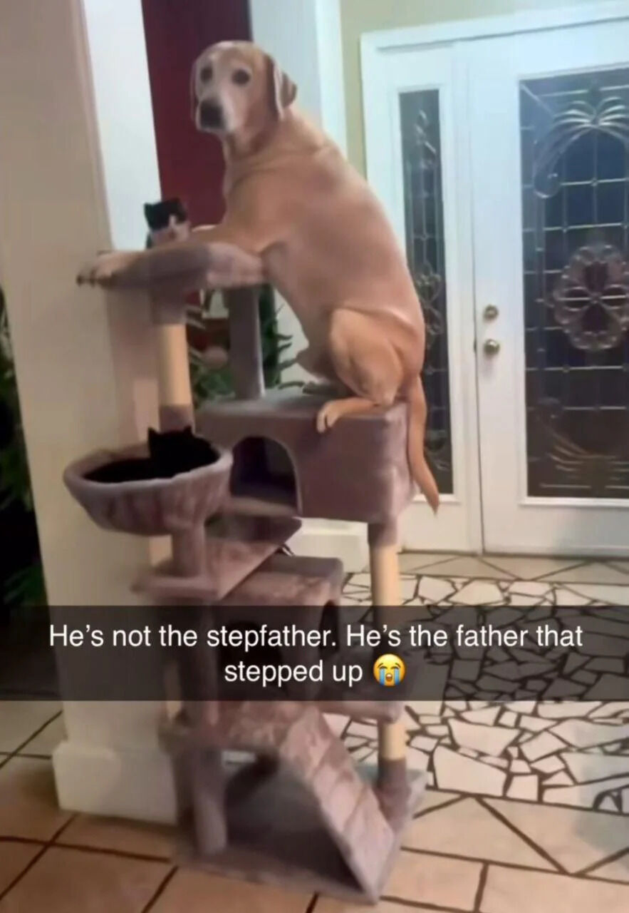 A heartwarming photograph featuring a golden retriever dog sitting atop a multi-level cat tree, with two black cats positioned on lower levels of the structure. The dog appears calm and attentive, occupying the highest platform, while one cat sits in a bowl-shaped lower level and another peeks from an upper hiding spot. A text overlay at the bottom reads, 'He's not the stepfather. He's the father that stepped up 😭', using a pun on 'stepfather' to frame the dog as a nurturing parental figure to the cats.