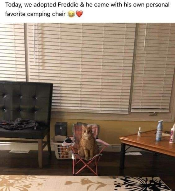 This is a wholesome pet photo post showing a newly adopted orange tabby cat named Freddie sitting perfectly in his own small portable camping chair that he brought with him when he was adopted. The text at the top of the image says "Today, we adopted Freddie & he came with his own personal favorite camping chair" with a laughing and heart emoji. The cat is sitting upright in the tiny chair that fits him perfectly, looking directly at the camera inside a home living space.