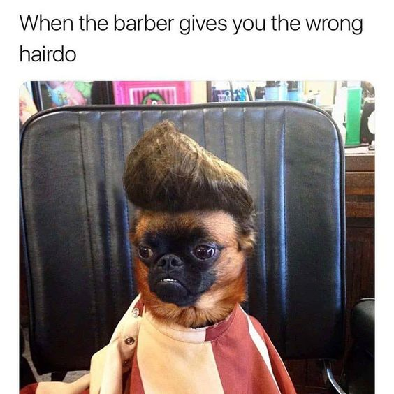 The image depicts a small dog, possibly a Pug mix, sitting in a black barber chair. The dog is wearing a red and white striped barber cape and has an exaggerated, messy haircut with a tall, uneven topknot. Above the dog, there is text that reads 'When the barber gives you the wrong hairdo'. The dog's expression is sad and disappointed, with droopy eyes and a slight frown, creating a humorous and relatable scenario where the dog appears to have received a botched haircut, mimicking human frustration with bad salon experiences.