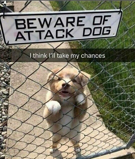 This meme relies on subverted expectations for humor: a chain-link fence displays a bold, intimidating sign that reads **BEWARE OF ATTACK DOG**, but behind the fence stands a small, fluffy, adorable puppy with a happy, excited expression. The puppy is standing on its hind legs, front paws resting on the fence, looking outward playfully. An overlay caption reads *"I think I'll take my chances"*, which amplifies the joke— the "attack dog" is clearly completely harmless and cute, making the warning sign feel absurd and out of place. The core humor comes from the stark contrast between the threatening implication of the sign and the gentle, friendly reality of the animal it refers to.