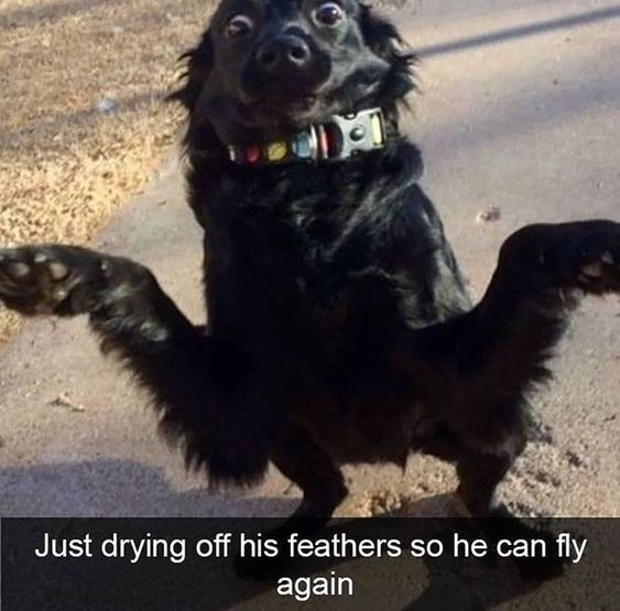 This meme features a black dog standing on its hind legs outdoors on a concrete surface, with its front paws raised and spread wide, creating a visual illusion that they are wings. The dog has a wide-eyed, surprised expression that amplifies the comedic effect. Below the image, a caption reads: "Just drying off his feathers so he can fly again". The core joke is an absurd visual pun: the caption treats the dog's fur and raised paws like a bird's feathers and wings, implying the dog is a bird that can fly, which is obviously nonsensical and silly, leaning into wholesome, absurd animal humor.