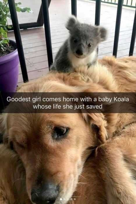 The image is a heartwarming candid photograph featuring a fluffy golden retriever lying down in the foreground, with a small baby koala perched calmly on its back facing the camera. The setting appears to be a residential patio or balcony, with black metal railings, a purple potted plant, and wooden deck flooring visible in the background. White overlaid text across the middle of the image reads "Goodest girl comes home with a baby Koala whose life she just saved". The dog has a gentle, slightly tired expression, while the koala looks safe and curious, highlighting a sweet moment of interspecies kindness.