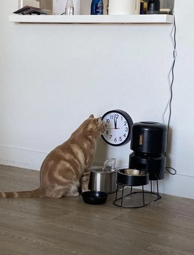 A photograph of an orange tabby cat sitting on a wooden floor, facing a white wall. The cat is positioned in front of a round wall clock that displays the time as 12:00, with its head tilted upward to look at the clock. Nearby, there are metal and black food/water bowls on the floor, along with a black coffee maker. A white shelf above the clock holds various items, including bottles and containers. The scene appears to be a domestic kitchen or dining area, capturing a moment where the cat seems to be checking the time, possibly waiting for feeding time.