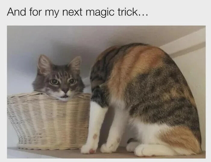 This is a funny wholesome meme that uses an accidental optical illusion with two real domestic cats to create a magic trick joke. At the top of the image, the caption reads 'And for my next magic trick...'. One gray tabby cat rests its head over the edge of a light wicker basket, looking directly at the camera. A second calico-tabby cat sits right next to the basket, facing away from the camera with its front legs forward. The perfect alignment of the two cats creates the illusion that the tabby's head is attached to the second cat's body, making it look like the cat is about to perform a disappearing/separated head magic trick.