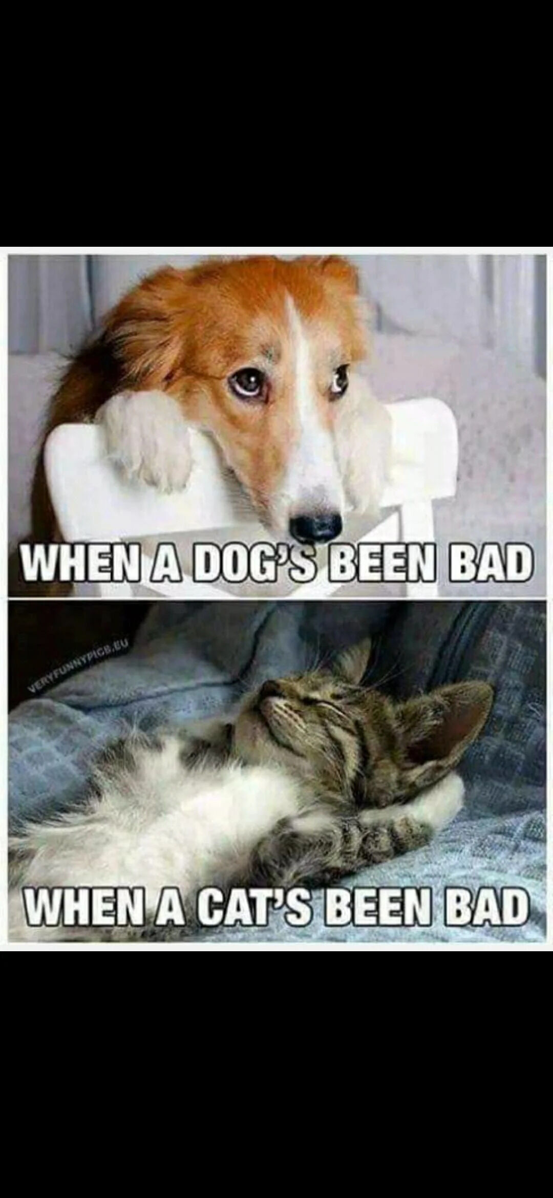 This is a two-panel comparison meme that jokes about stereotypical behavioral differences between dogs and cats after they misbehave. The top panel features a real corgi dog leaning over the back of a white chair with big sad, guilty-looking eyes, paired with the text "WHEN A DOG'S BEEN BAD". The bottom panel features a real tabby cat lying completely relaxed on its back on a blanket, looking completely unbothered and unapologetic, paired with the text "WHEN A CAT'S BEEN BAD". The meme highlights the common owner observation that dogs show clear guilt after misbehaving, while cats feel no remorse at all.