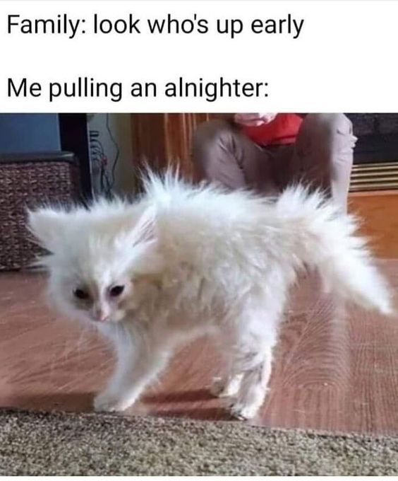 This is a relatable animal meme. The top of the image features two lines of text: the first line states 'Family: look who's up early', and the second line reads 'Me pulling an alnighter:'. The lower portion of the meme shows a photograph of a very messy, frizzy white fluffy cat with exhausted half-lidded eyes walking on a wooden floor, with a partially visible person sitting in the background. The joke plays on a common relatable experience: the person's family assumes they woke up early in the morning, but they actually stayed awake all night, leaving them looking as tired and unkempt as the disheveled cat.