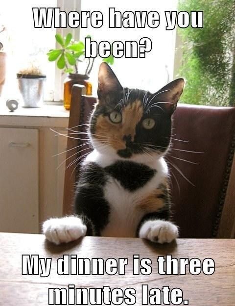 This meme features a real calico cat sitting upright at a table, paws resting on the edge, with an indignant, wide-eyed expression. The top text poses the question: *"Where have you been?"*, while the bottom text (framed as the cat's response) reads: *"My dinner is three minutes late."* The humor comes from anthropomorphizing the cat, giving it a dramatic, entitled reaction to a minor delay in its meal, creating a wholesome, relatable joke about pet behavior and their perceived importance of meal times.