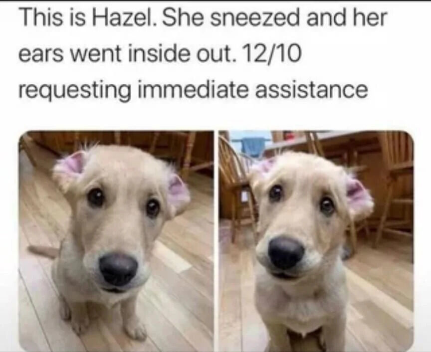 A wholesome two-panel meme featuring a light-colored puppy named Hazel. Both panels show Hazel sitting on a wooden floor, looking directly at the camera with her ears flipped inside out, revealing the pink inner ear. The text above the images humorously explains: 'This is Hazel. She sneezed and her ears went inside out. 12/10 requesting immediate assistance.' The puppy has a soft, innocent expression, making the meme both funny and endearing.
