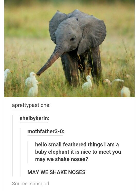This wholesome meme pairs a candid wildlife photograph of a baby African elephant standing in tall savanna grass, gently reaching its trunk out toward a flock of white egret birds, with a screenshot of a Tumblr comment thread narrating the interaction from the baby elephant's perspective. The comment has the baby elephant politely greeting the 'small feathered things', introducing itself, and earnestly asking multiple times if they can shake noses, resulting in an incredibly cute, heartwarming moment.